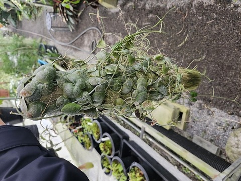 J171 3-2 Dischidia collyris CK 