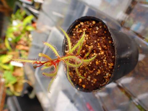 O573 5-2 D. hartmeyeorum