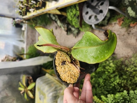 商品一覧 - Y's Exotics （山田食虫植物農園）