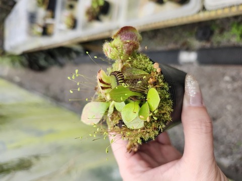 その他観葉植物 Cephalotus follicularis`GermanGiant' C.C Cephalotus Follicularis German giant x Czech giant for Sale