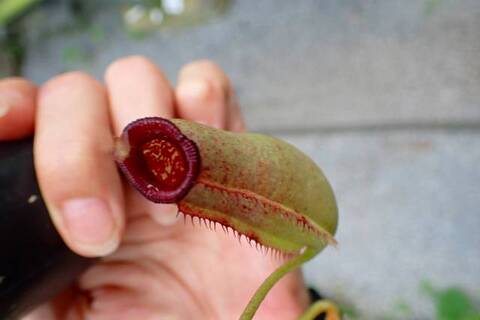 teatネペン Nepenthes（ネペンテス/ウツボカズラ）の商品一覧 | Y's Exotics