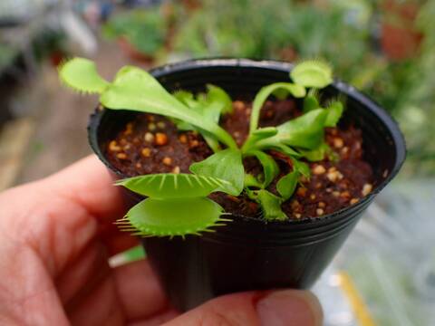 E604 3-2 Dionaea muscipula B52 Y's Lab