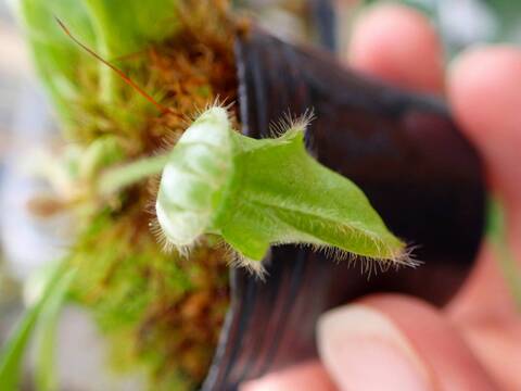 商品一覧 - Y's Exotics （山田食虫植物農園）