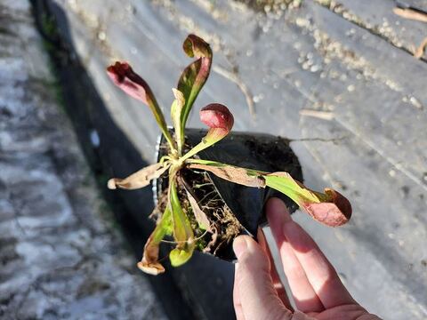 【匿名配送】ponponette様クレマチスゲンチアナラーチマスタードマスタード Clematis virginiana - Etsy 日本