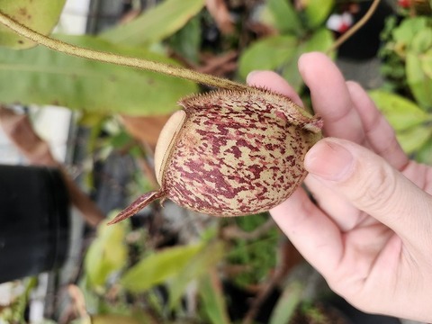 P203 5-2 N. ampullaria Tricolor cutting
