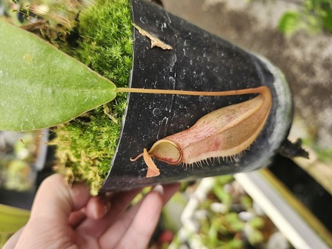 G322 1-2 N. xmerrilliata(giant) wild TH