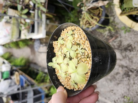 P447 1-2 P. Tina x emarginata 