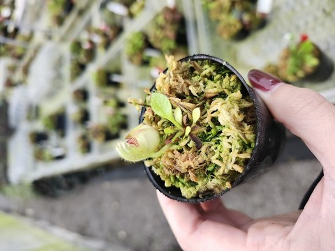 商品一覧 - Y's Exotics （山田食虫植物農園）