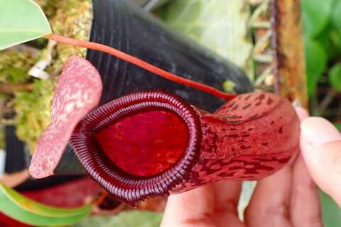 ゆうゆうネペンテス・ミランダ Nepenthes（ネペンテス/ウツボカズラ）の商品一覧 | Y's Exotics
