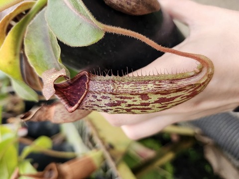 ビースト　産　子株 商品一覧 - Y's Exotics （山田食虫植物農園）