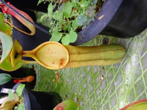 美品！ネペンテス アローモカシン Nepenthes（ネペンテス