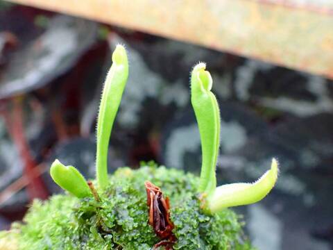 O119 1-1 H. nutans David