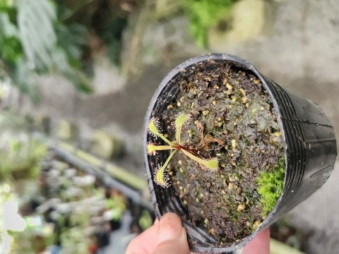 商品一覧 - Y's Exotics （山田食虫植物農園）