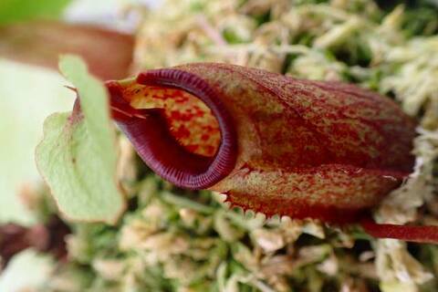 teatネペン Nepenthes（ネペンテス/ウツボカズラ）の商品一覧 | Y's Exotics