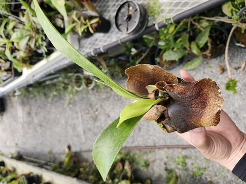 G069 5-3 Platycerium 