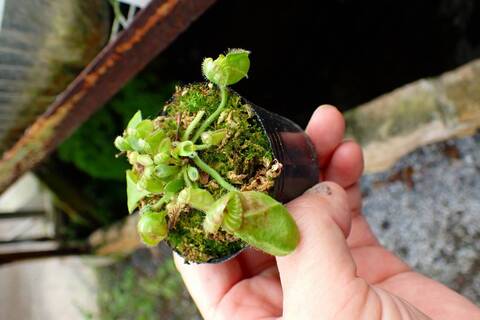 Cephalotus follicularis （フクロノユキノシタ）の商品一覧 | Y's