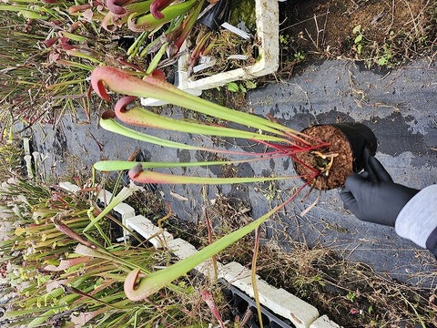 商品一覧 | Y's Exotics （山田食虫植物農園）