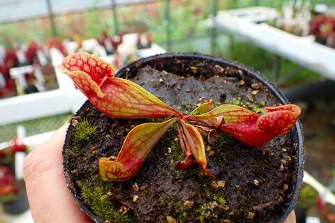 Y153 4-1 S. purpurea ssp. venosa HIPS
