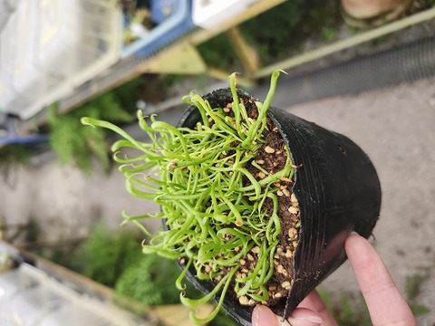 商品一覧 - Y's Exotics （山田食虫植物農園）