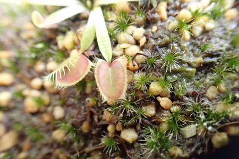 ＊●sur ● ハエトリソウ 2点＊ Amazon｜ハエトリソウ2.5号 ハエトリグサ 食虫植物｜観葉植物