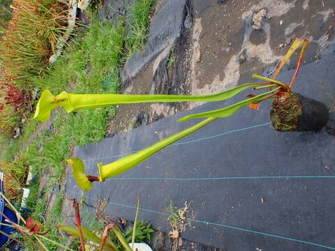 P491 3H #BBB S. flava var. rugelii (dark throat) Y's