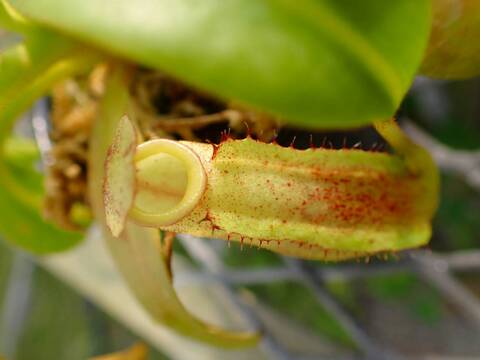 商品一覧 - Y's Exotics （山田食虫植物農園）