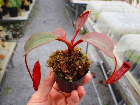 商品一覧 - Y's Exotics （山田食虫植物農園）