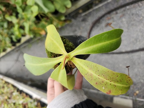 商品一覧 - Y's Exotics （山田食虫植物農園）