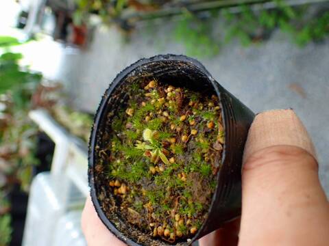 G184 5-1 Dionaea muscipula `BCP Phoenix' [BCP ID# 34-02] BCP