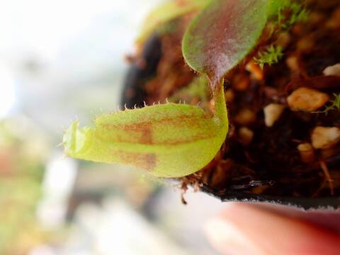 商品一覧 - Y's Exotics （山田食虫植物農園）