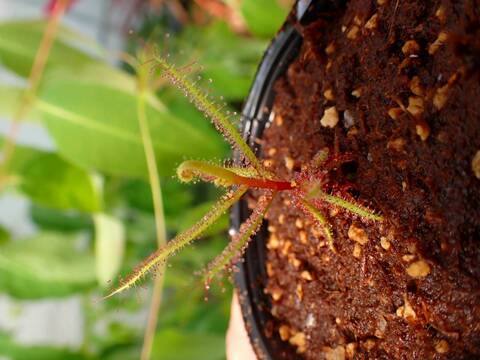 J562 5-2 D. hartmeyeorum Y's Lab