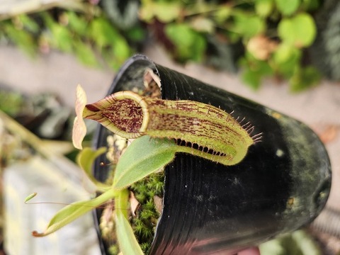 Nepenthes（ネペンテス/ウツボカズラ）の商品一覧 | Y's Exotics