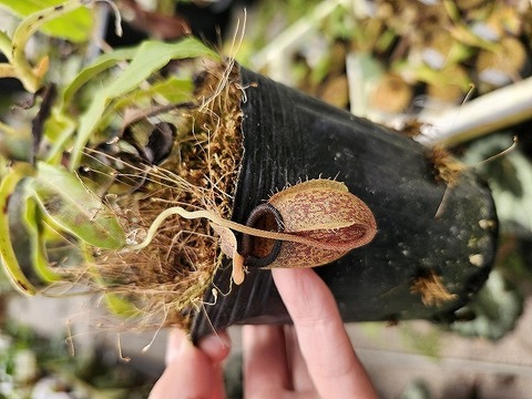 O252 1-2 N. undulatifolia 