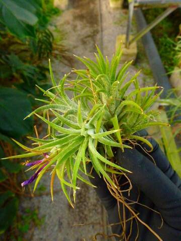 Tillandsia (ティランジア/エアープランツ)の商品一覧 | Y's Tillandsia (ティランジア/エアープランツ)の商品一覧 | Y's