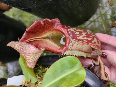 サポジラ接木苗　希少❗️ サポジラ 接木苗 花つき 大木