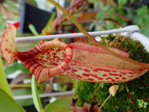 商品一覧 - Y's Exotics （山田食虫植物農園）