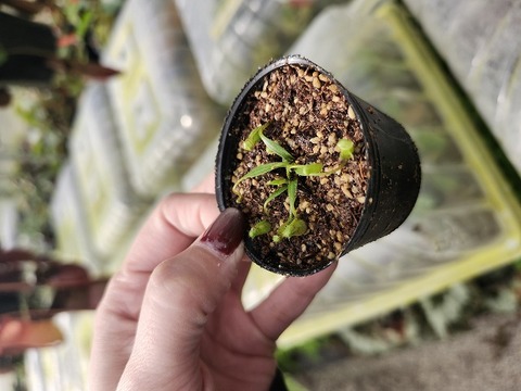 商品一覧 - Y's Exotics （山田食虫植物農園）