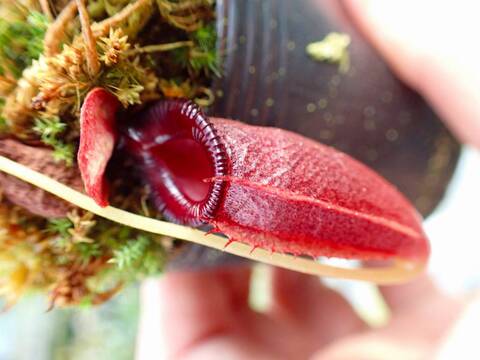 商品一覧 - Y's Exotics （山田食虫植物農園）