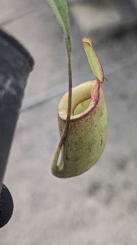 Nepenthes（ネペンテス/ウツボカズラ）の商品一覧 | Y's Exotics （山田食虫植物農園）