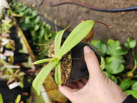 R172 1-4 N. ventricosa Madja-as form BE-3278 