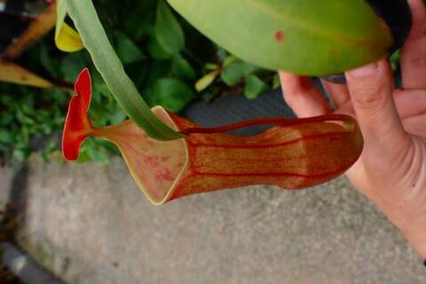 Nepenthes（ネペンテス/ウツボカズラ）の商品一覧 | Y's Exotics