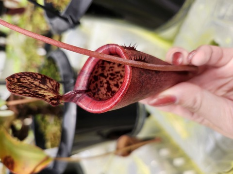 ゆうゆうネペンテス・ミランダ Nepenthes（ネペンテス/ウツボカズラ）の商品一覧 | Y's Exotics