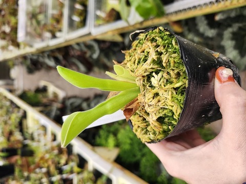 超特大　サカパネンシス RED ZONE XZ-TG Series［ レッドゾーン XZ-TGシリーズ ］ | Hitec