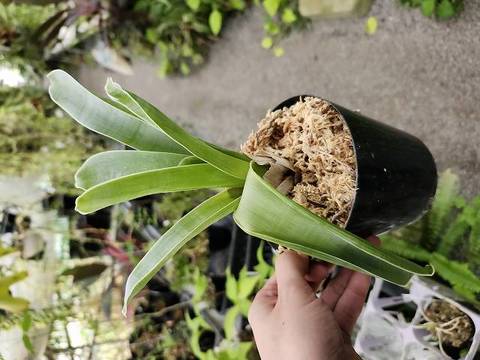 Brocchinia・Catopsis（ブロッキニア・カトプシス）の商品一覧 | Y's Exotics （山田食虫植物農園）