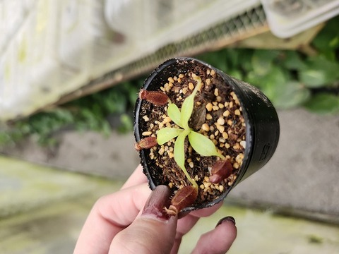 商品一覧 - Y's Exotics （山田食虫植物農園）