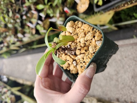 P199 1-3 N. ventricosa seedling select 山本