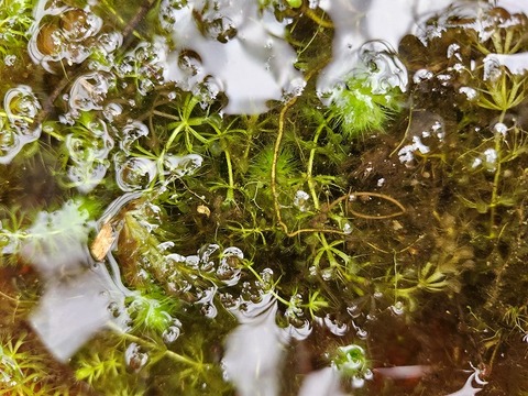 E177 1-2 Aldrovanda vesiculosa 京都巨椋池系統
