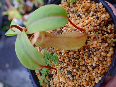 P679 5-3 N. ventricosa x (clipeata x ventricosa)