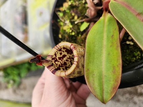 壺　実 Nepenthes（ネペンテス/ウツボカズラ）の商品一覧 | Y's Exotics