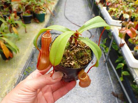 P461 5-3 N. (ventricosa x maxima) x (clipeata x ventricosa)